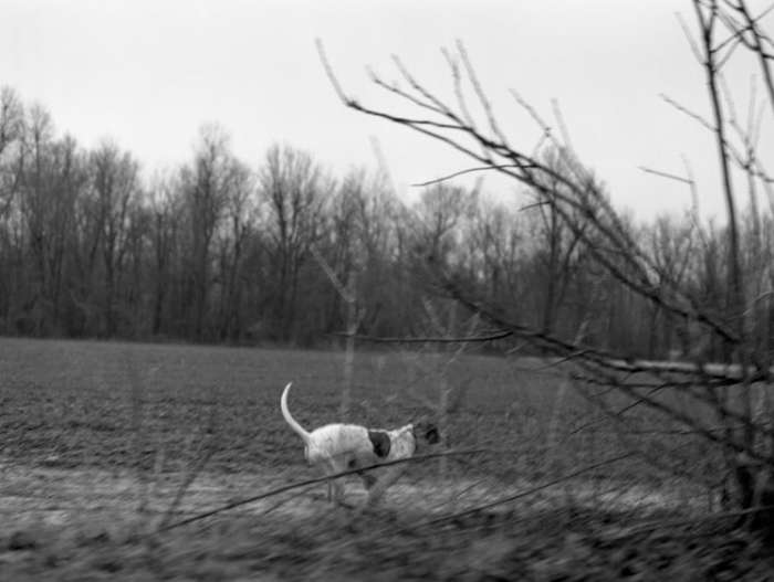 Delta Bird Dogs