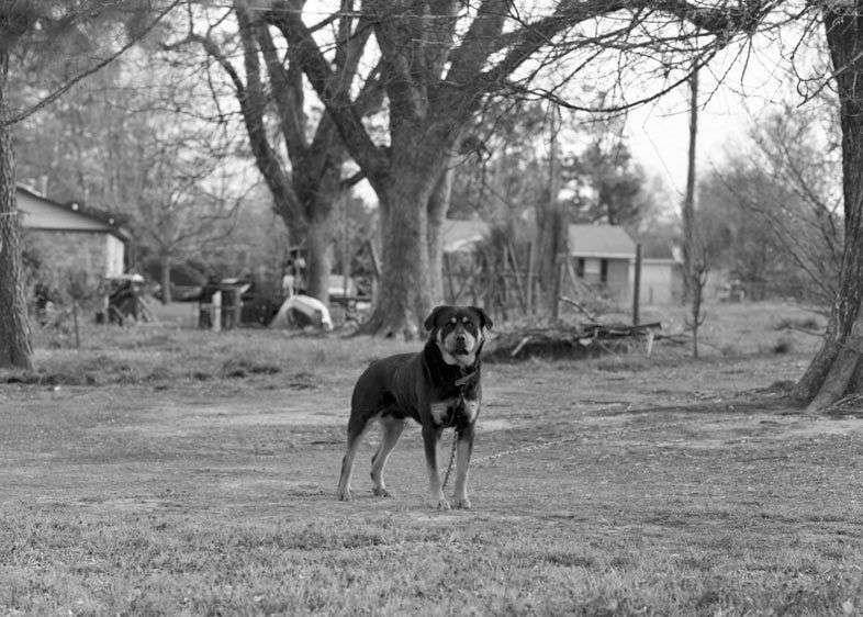 Delta Chain Dogs