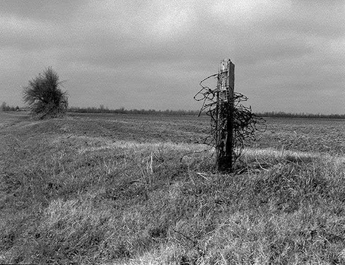 Barb Wire