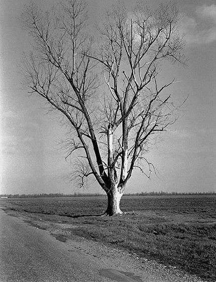 Good Earth Plantation Tree