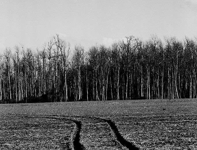 Field Tracks and Longstreet Woods